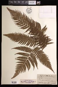 Cyathea arborea image