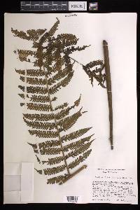 Cyathea fulva image