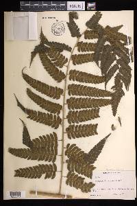 Cyathea divergens image