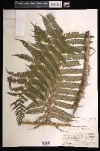 Cyathea godmanii image