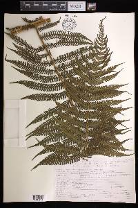 Cyathea bicrenata image