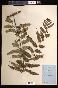 Cyathea divergens image