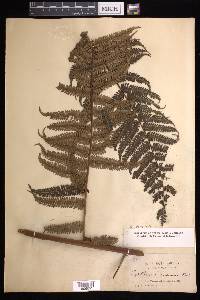 Cyathea delgadii image