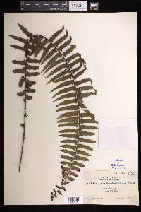 Asplenium pellucidum image