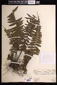 Asplenium pellucidum image