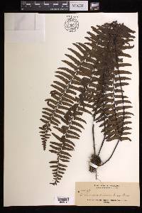 Asplenium pellucidum image