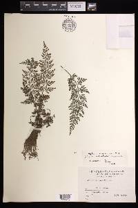 Asplenium anogrammoides image