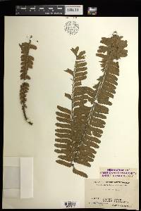 Asplenium borneense image