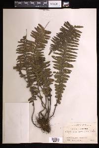 Asplenium pellucidum image