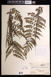 Asplenium cuneatum image