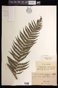 Cyathea atrovirens image