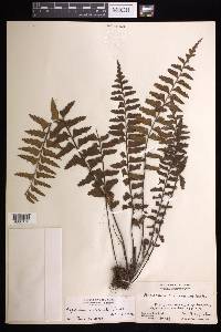 Asplenium crinicaule image