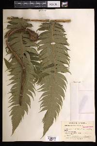 Cyathea horrida image