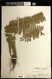 Asplenium borneense image
