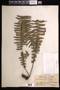 Asplenium pellucidum image