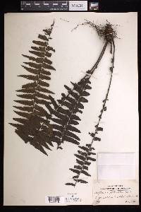 Asplenium pellucidum image