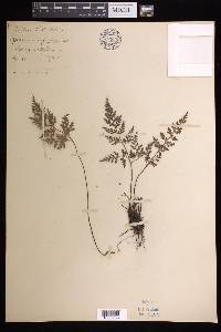 Asplenium cuneifolium image