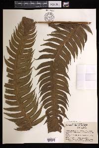 Cyathea horrida image