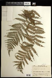 Cyathea microdonta image