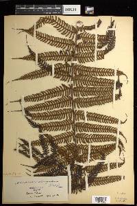 Cyathea poeppigii image