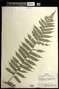 Cyathea multiflora image