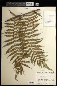 Cyathea microdonta image