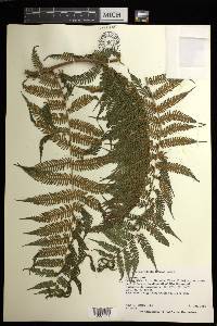 Cyathea microdonta image