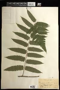 Cyathea pauciflora image