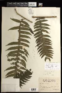 Cyathea mutica var. grandis image