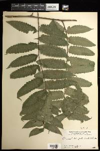 Cyathea pauciflora image