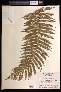 Cyathea tenera image