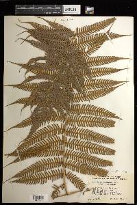 Cyathea poeppigii image