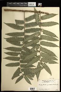 Cyathea pauciflora image