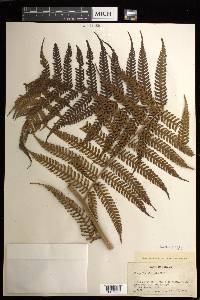 Cyathea poeppigii image