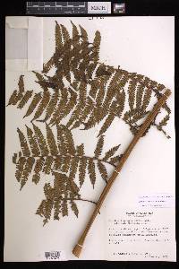 Cyathea suprastrigosa image