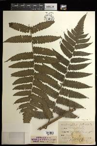 Cyathea pauciflora image