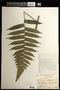 Cyathea pauciflora image