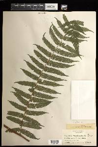 Cyathea microdonta image