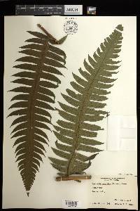 Cyathea mutica image