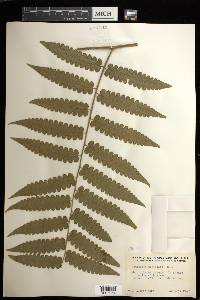 Cyathea pauciflora image