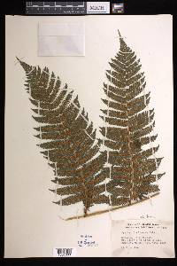 Cyathea tenera image