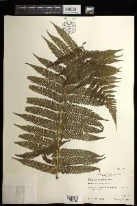 Cyathea microdonta image