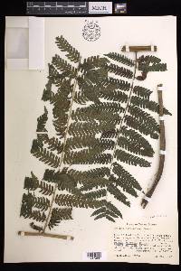 Cyathea tuerckheimii image