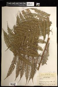 Cyathea poeppigii image