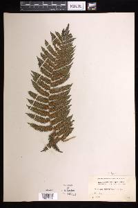 Cyathea tenera image