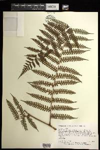 Cyathea multiflora image