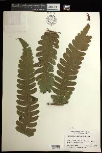 Cyathea mutica image