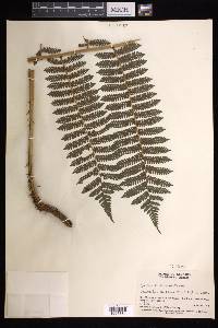 Cyathea tenera image