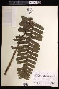 Cyathea ursina image