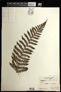 Cyathea mutica image